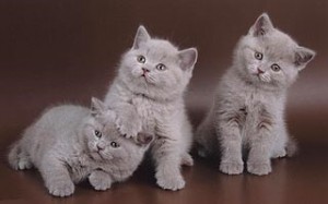 Лиловый британский котенок. Котенок британец лилового окраса          